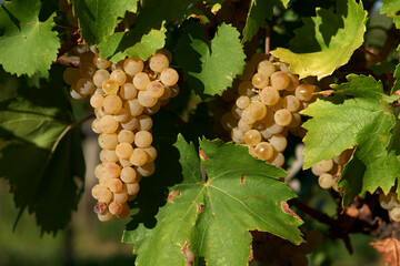 Bunch of yellow grapes in the vineyard at sunset