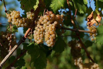 Bunch of yellow grapes in the vineyard at sunset