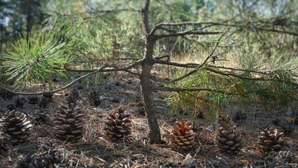Pine cones in the forest.Many large dry cones stand in a row under a small tree, Christmas tree - Powered by Adobe