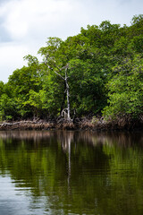 Brazil Mangrove. Green mangrove trees in forest and river,  in Maracaípe, Pernambuco