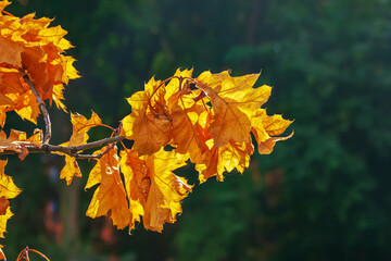 Bright colorful yellow leaves in autumn colors in sunlight on a dark green background. Blurred background, selective focus.