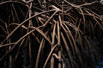 Brazil mangrove roots,  in Maracaípe, Pernambuco