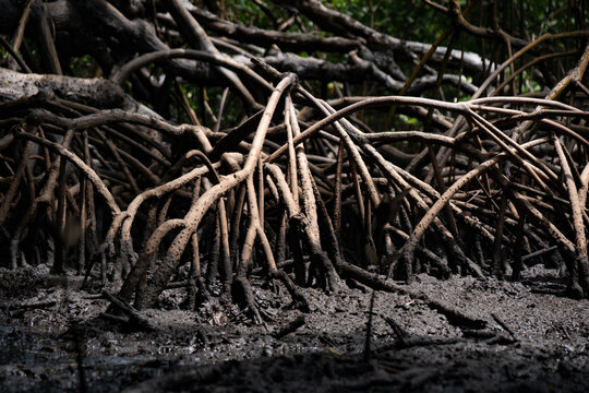 Brazil mangrove roots in Maraca&iacute;pe, Pernambuco