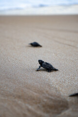 Babies sea turtle crawling on the beach sand to the sea after leaving the nest on the coast of Alagoas, Brazil, with beach background, 