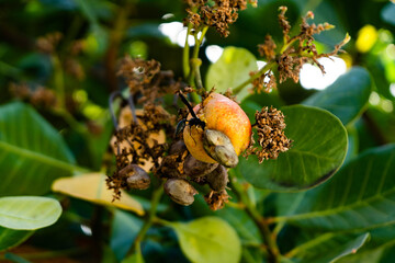 Cashew on the tree