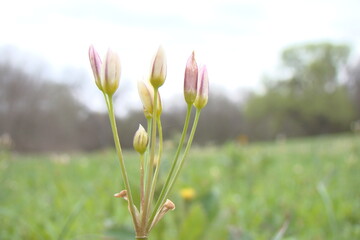 tiny flowers in field