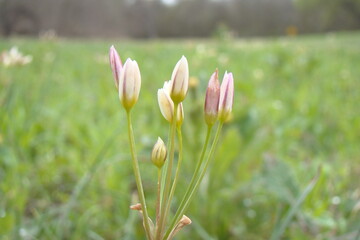 tiny flowers in field