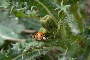 ladybug on plant