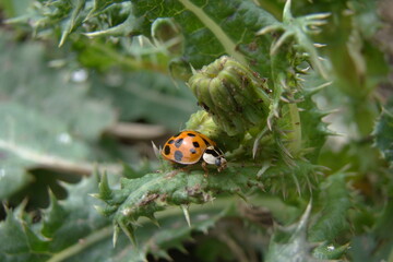 ladybug on plant