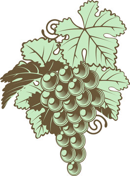 recommend clip art: Bunch of Grapes on Vine