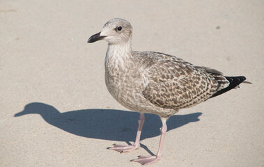 Junge Silbermöwe (Larus argentea) am Boden