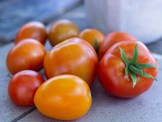 Red and yellow tomatoes on the table in summer when harvesting