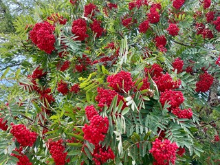 Close up of ripe rowanberry.