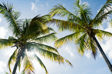 palm tree leaves