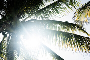 palm tree leaves with sun 