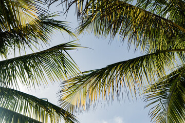 palm tree leaves