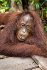 Young orangutan in Tanjung Puting National Park, Borneo