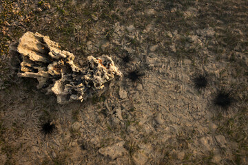 Black sea urchins in a clear bottom during the low tide in the Bali Sea 