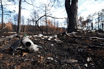Karst, Sela na Krasu, Slovenia - July 23, 2022: A catastrofic forest fire in the Karst. The devastated landscape after the fire.