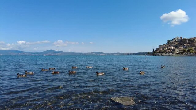 Pan left with tracing view of group mallards at Bracciano lake with beautiful ancient skyline of medieval village of Anguillara Sabazia in Rome province