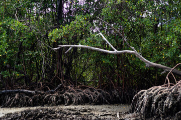 Brazil Mangrove. Green mangrove trees in Paraiba