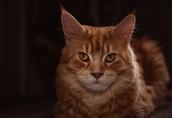 Beautiful red solid maine coon fun cat with calm beauty eyes and looking lying on the sofa at home. Closeup