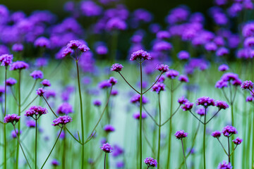 Small purple flowers on a green background