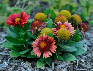 composition de gaillardes jolies et &eacute;chinac&eacute;e pourpre