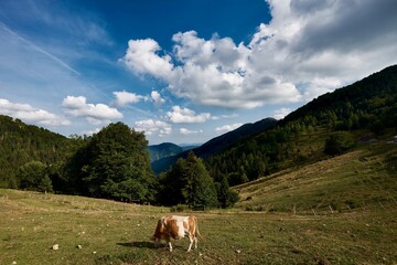 Fototapeta na wymiar Planina razor, Slovenia, alps