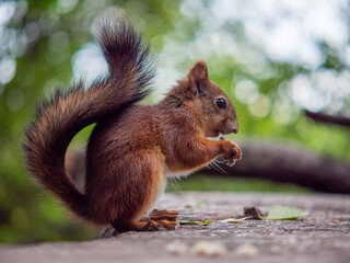 squirrel eating nut