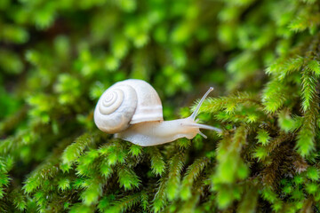 baby snail on the algae