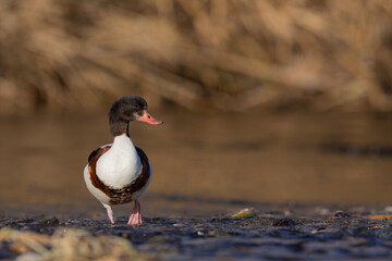 Common shelduck in natural habitat (Tadorna tadorna)