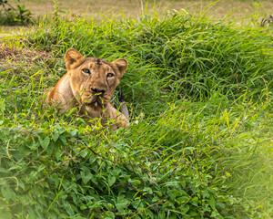 A Lioness looking into the camera