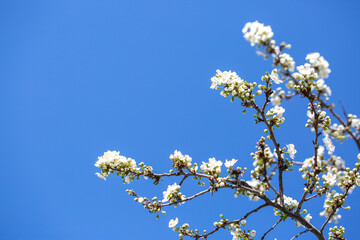 White flowers bloom in the trees. Spring landscape with blooming sakura tree. Beautiful blooming garden on a sunny day. Copy space for text.