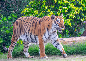 A Bengal Tiger strolling in area