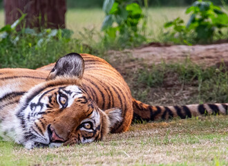 A Bengal Tiger lying on ground