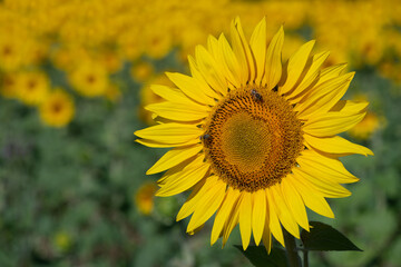 Fototapeta premium Close-up of a yellow and bright sunflower in the field. There are bees on the flower. Lots of sunflowers in the background.