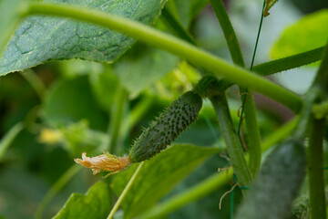 Young ovaries of cucumbers. Harvesting in the fall from your own garden. High quality photo