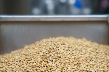 Munich brewing barley malt. Background with selective focus and copy space