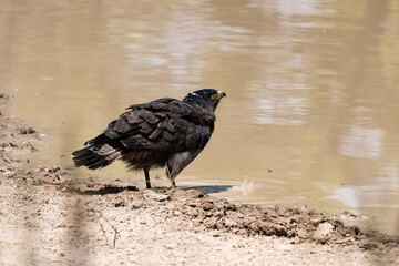 Crested Serpent Eagle, Spilornis cheela, bird drinking in a lake in India
