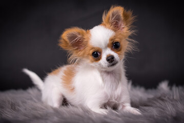 portrait of the Chihuahua Puppy Dog
