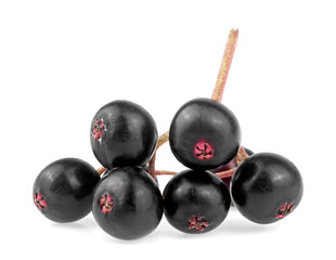 Small branch of fresh black elderberry fruit isolated on a white background. Sambucus.
