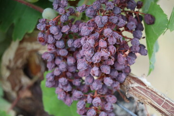 dried red Wine grapes