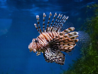 Ocean fish under water. Underwater photography. Oceanarium, Aquarium. Sea fish. The seabed.