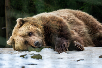 Fototapeta premium Brown bear lying on the snow and resting his head on a stone in winter