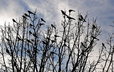 birds at the tree