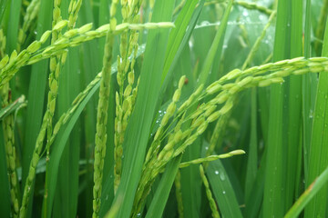 Fototapeta na wymiar beautiful images of rice fields. Rice field and raining.
