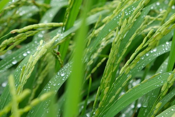 Fototapeta na wymiar beautiful images of rice fields. Rice field and raining.