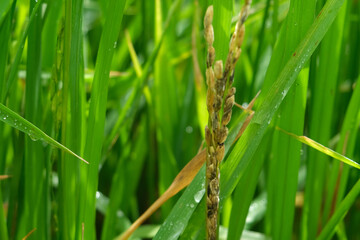 A Rice blast is a fungus that feeds on the rice plant.
