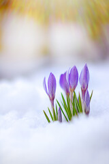 beautiful spring flowers crocuses spring break out from under the snow
